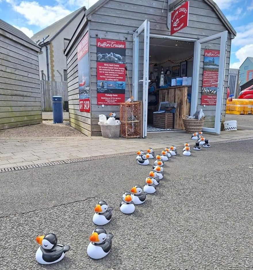 Rubber Puffin